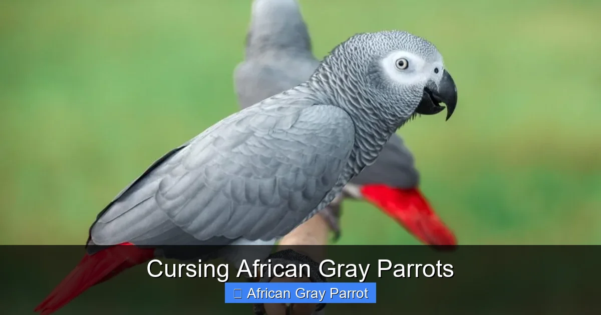 Cursing African Gray Parrots