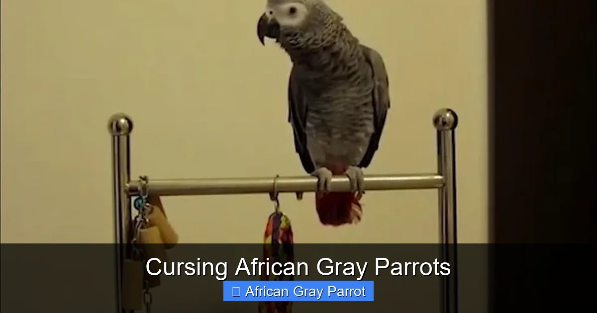 Cursing African Gray Parrots