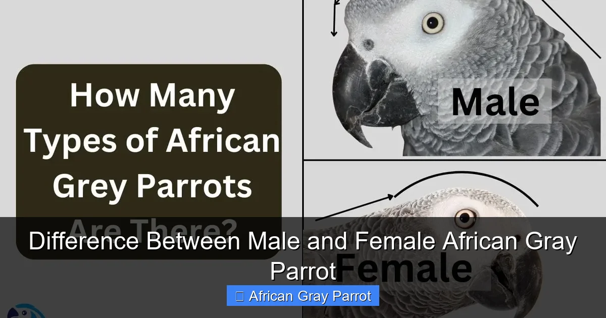 Difference Between Male and Female African Gray Parrot