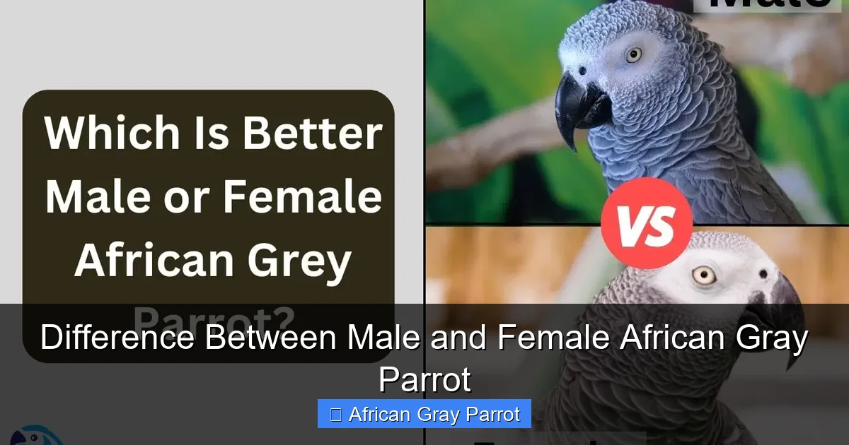 Difference Between Male and Female African Gray Parrot
