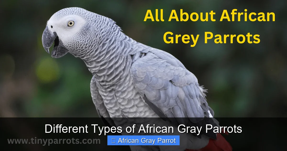 Different Types of African Gray Parrots