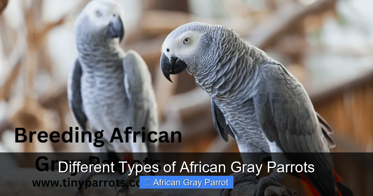 Different Types of African Gray Parrots