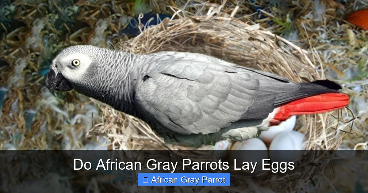 Do African Gray Parrots Lay Eggs