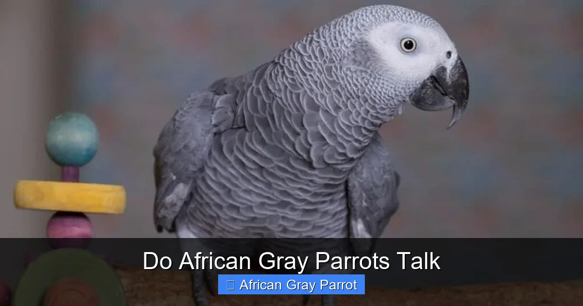 Do African Gray Parrots Talk