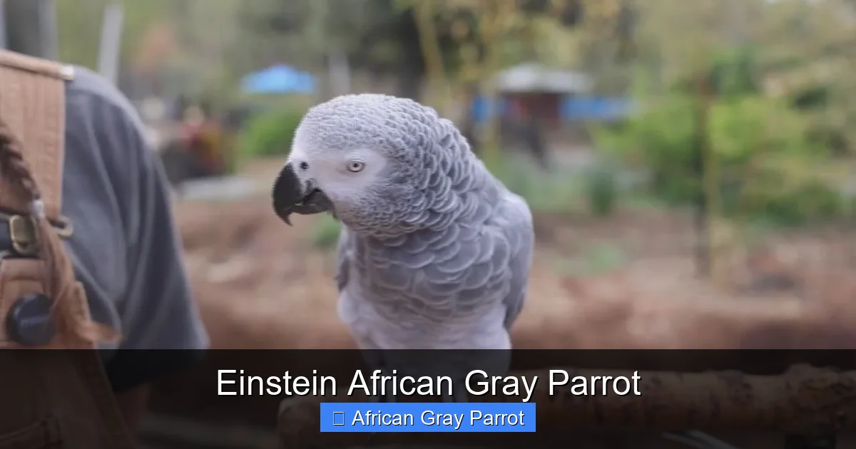 Einstein African Gray Parrot