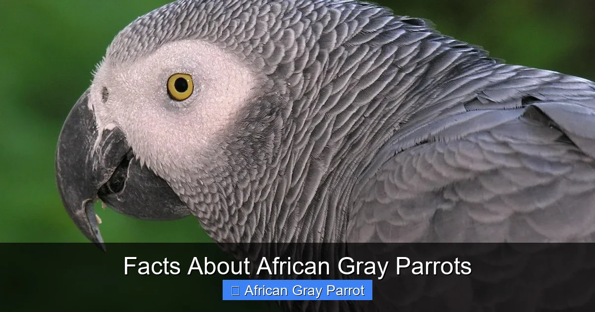 Facts About African Gray Parrots