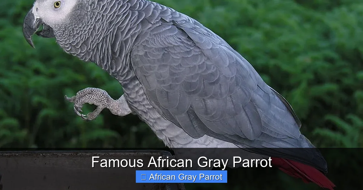 Famous African Gray Parrot