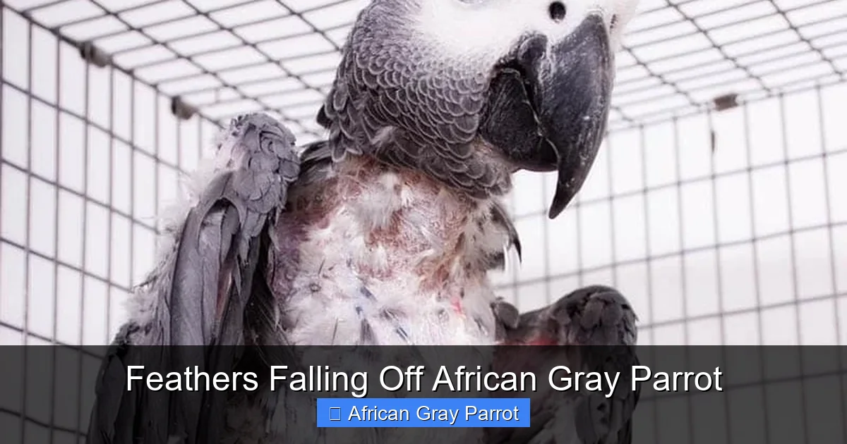 Feathers Falling Off African Gray Parrot