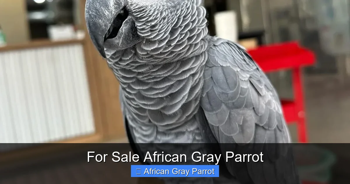 For Sale African Gray Parrot