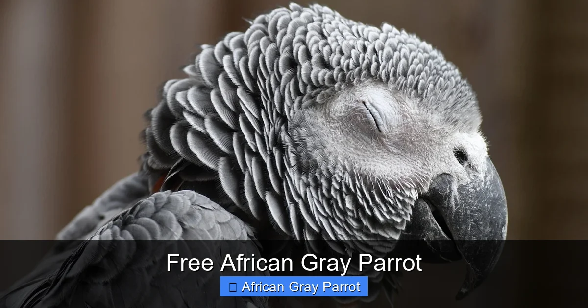 Free African Gray Parrot