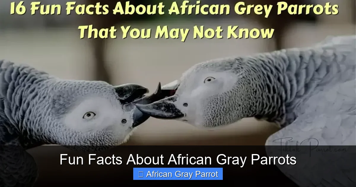 Fun Facts About African Gray Parrots