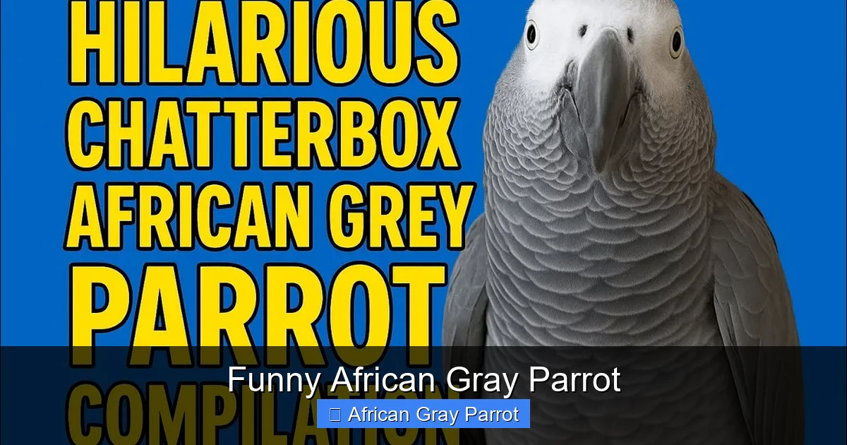 Funny African Gray Parrot