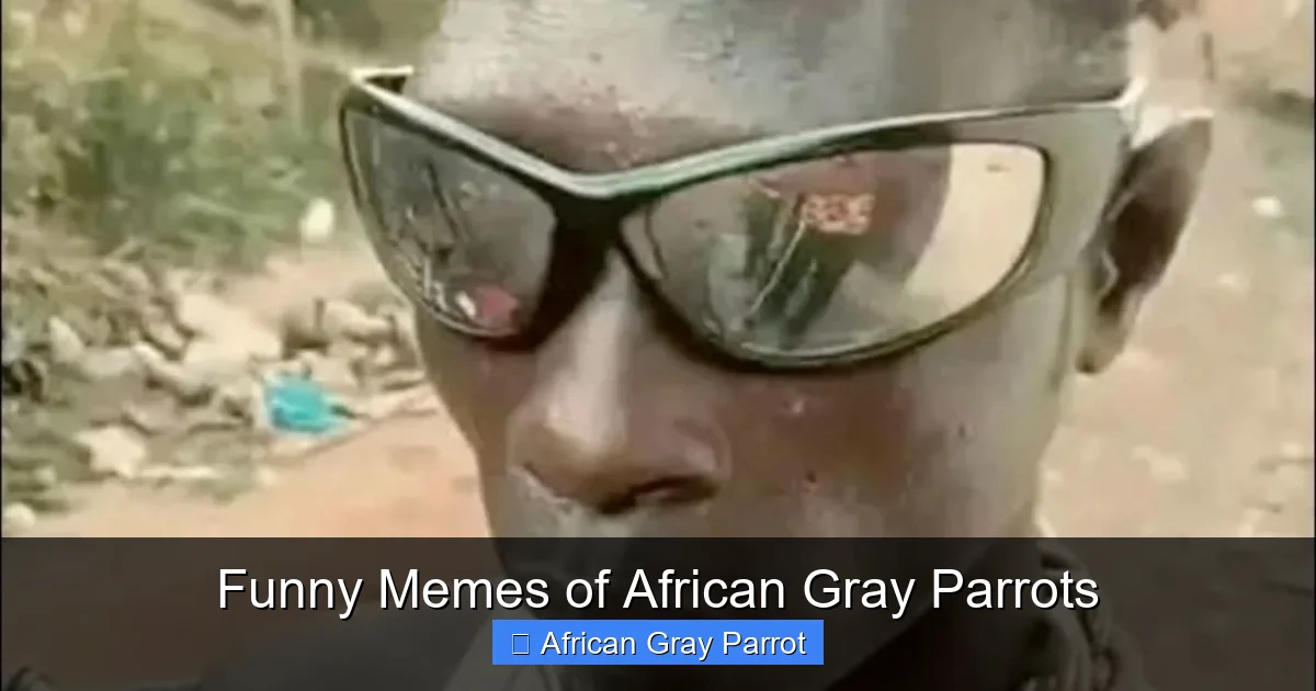 Funny Memes of African Gray Parrots