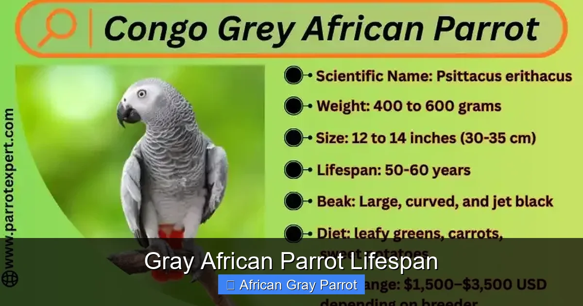 Gray African Parrot Lifespan