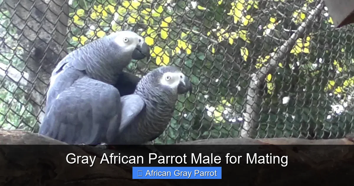 Gray African Parrot Male for Mating