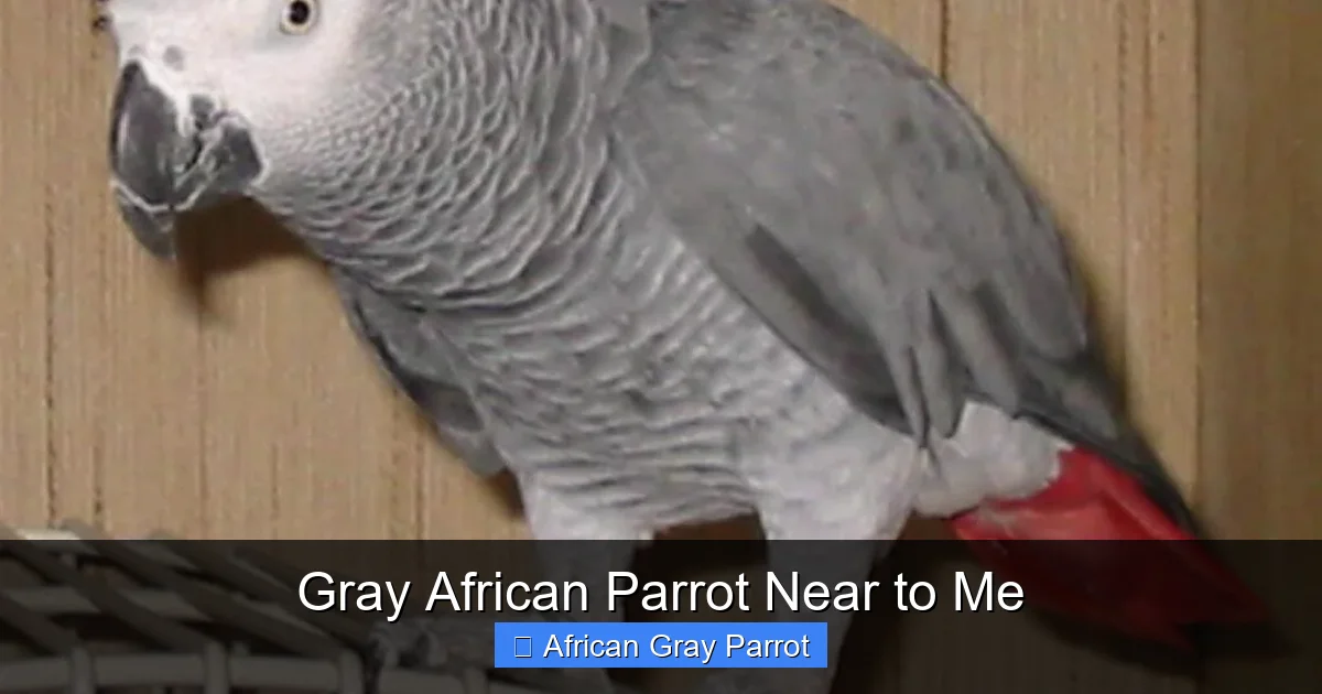 Gray African Parrot Near to Me