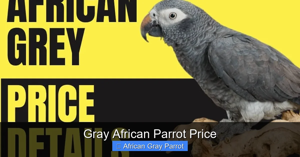 Gray African Parrot Price