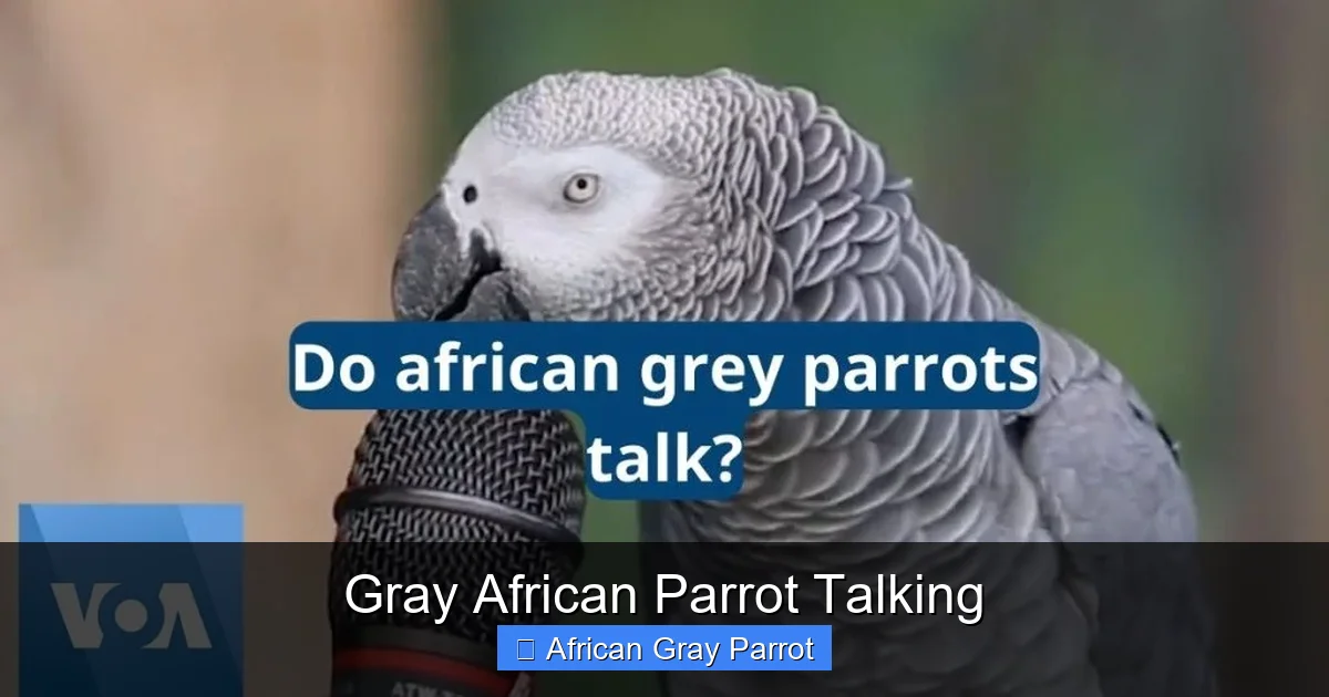 Gray African Parrot Talking