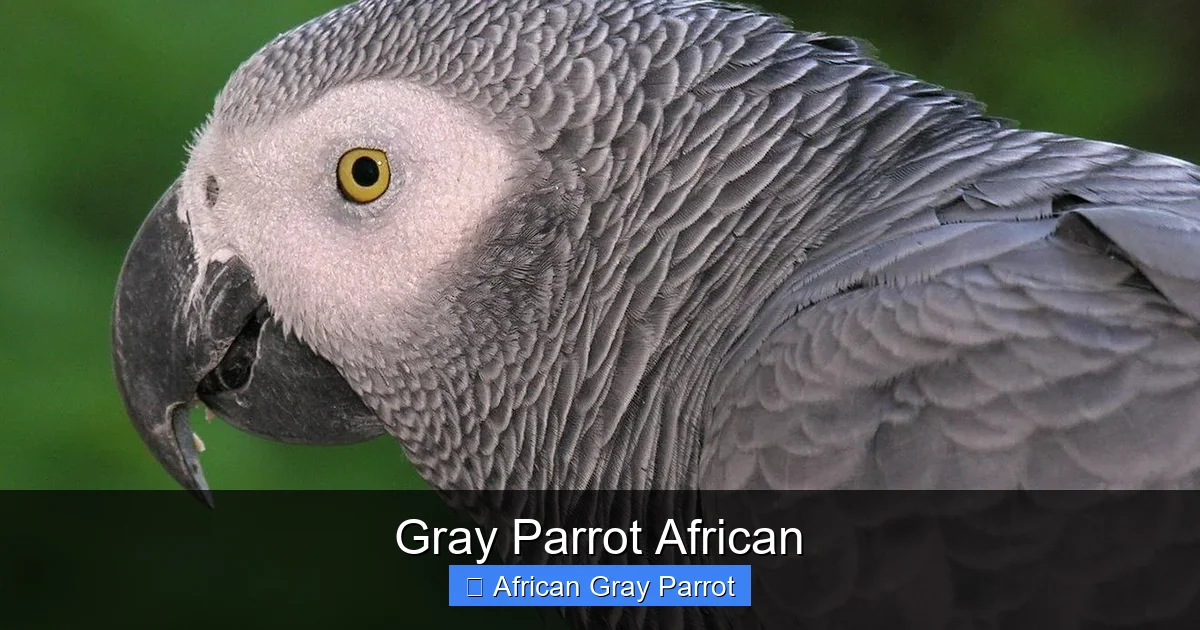 Gray Parrot African