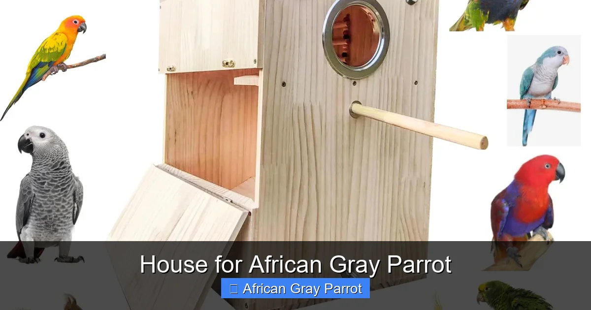 House for African Gray Parrot