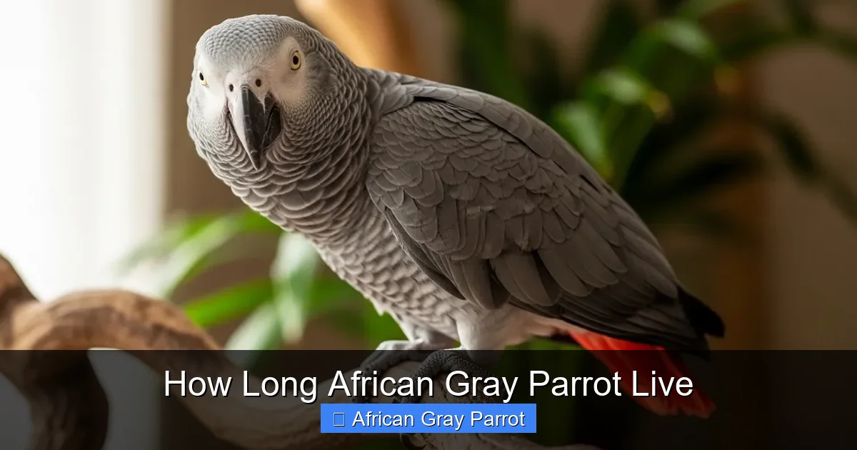 How Long African Gray Parrot Live