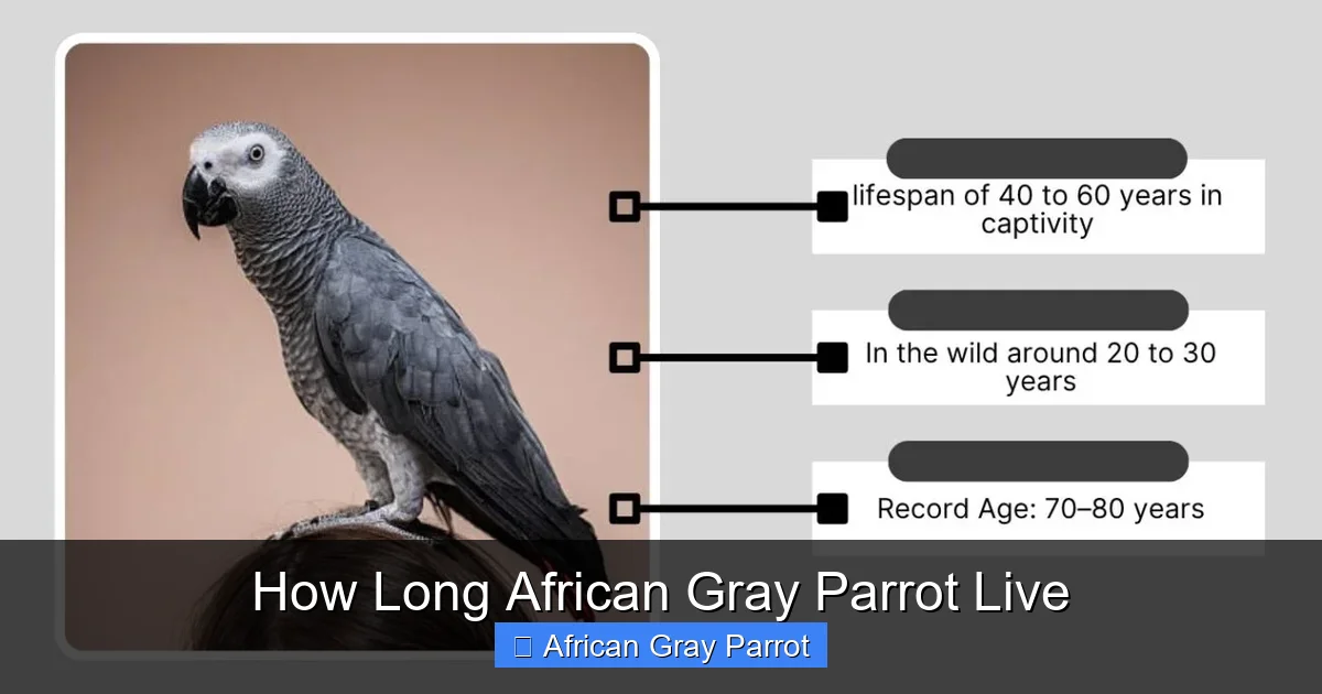 How Long African Gray Parrot Live