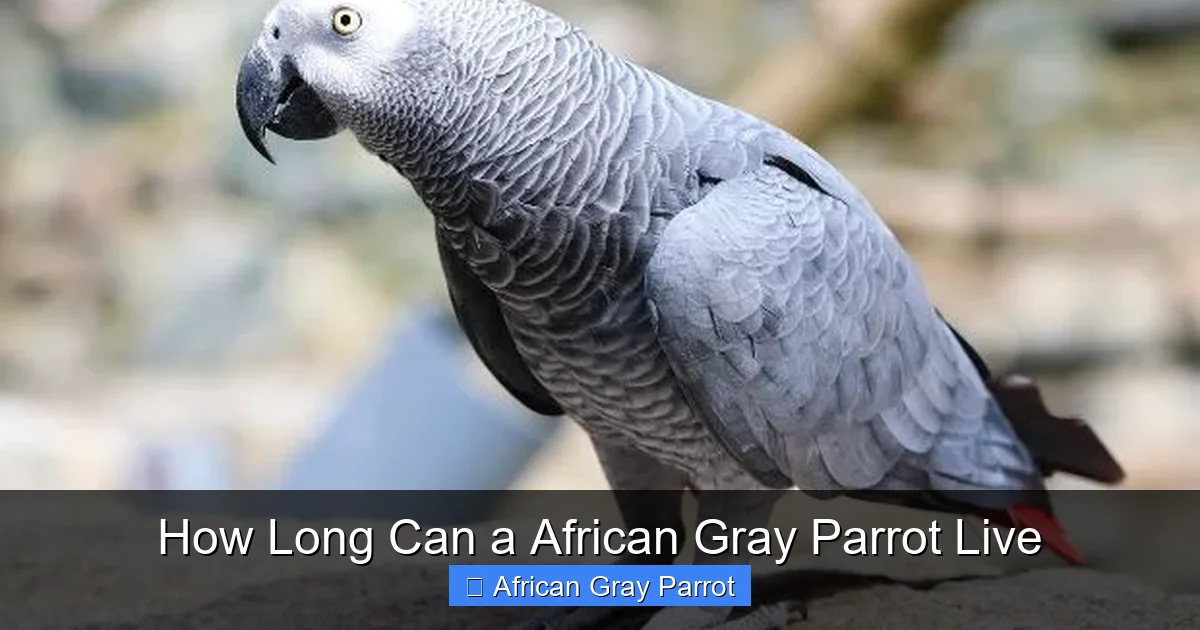 How Long Can a African Gray Parrot Live