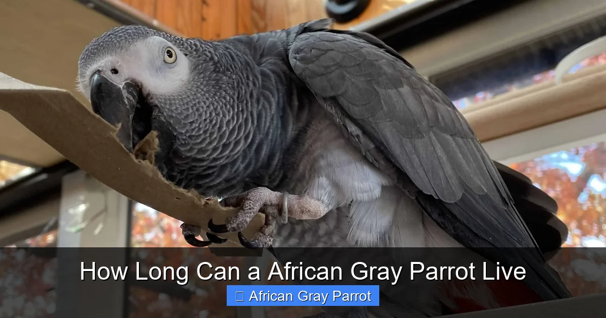 How Long Can a African Gray Parrot Live