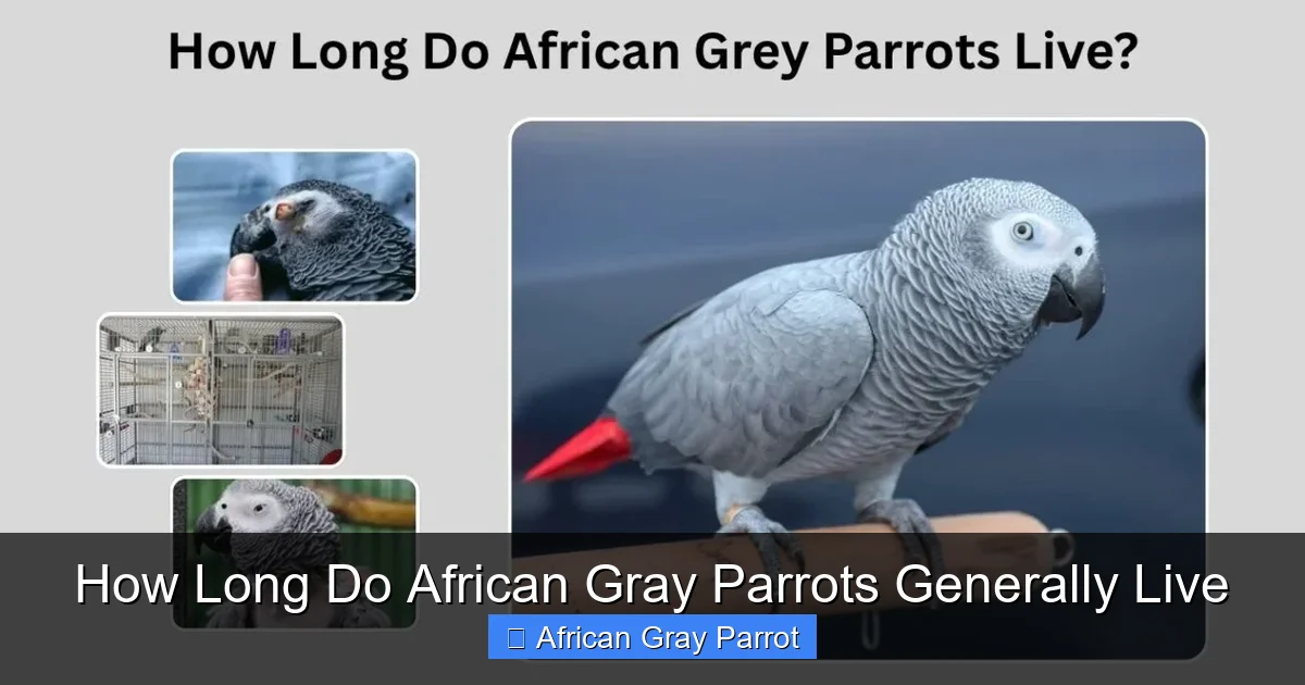 How Long Do African Gray Parrots Generally Live