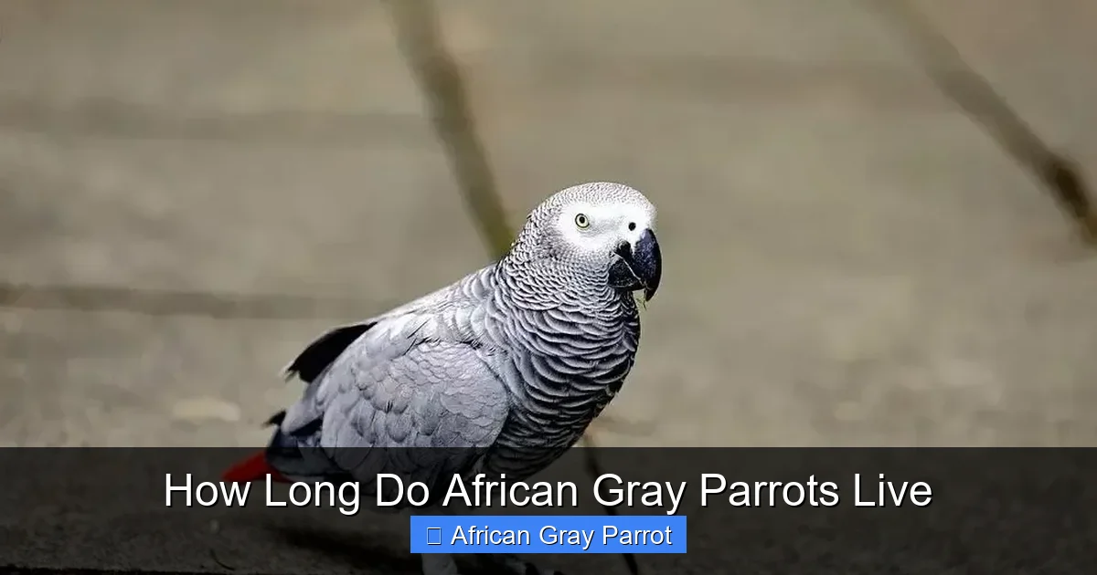 How Long Do African Gray Parrots Live