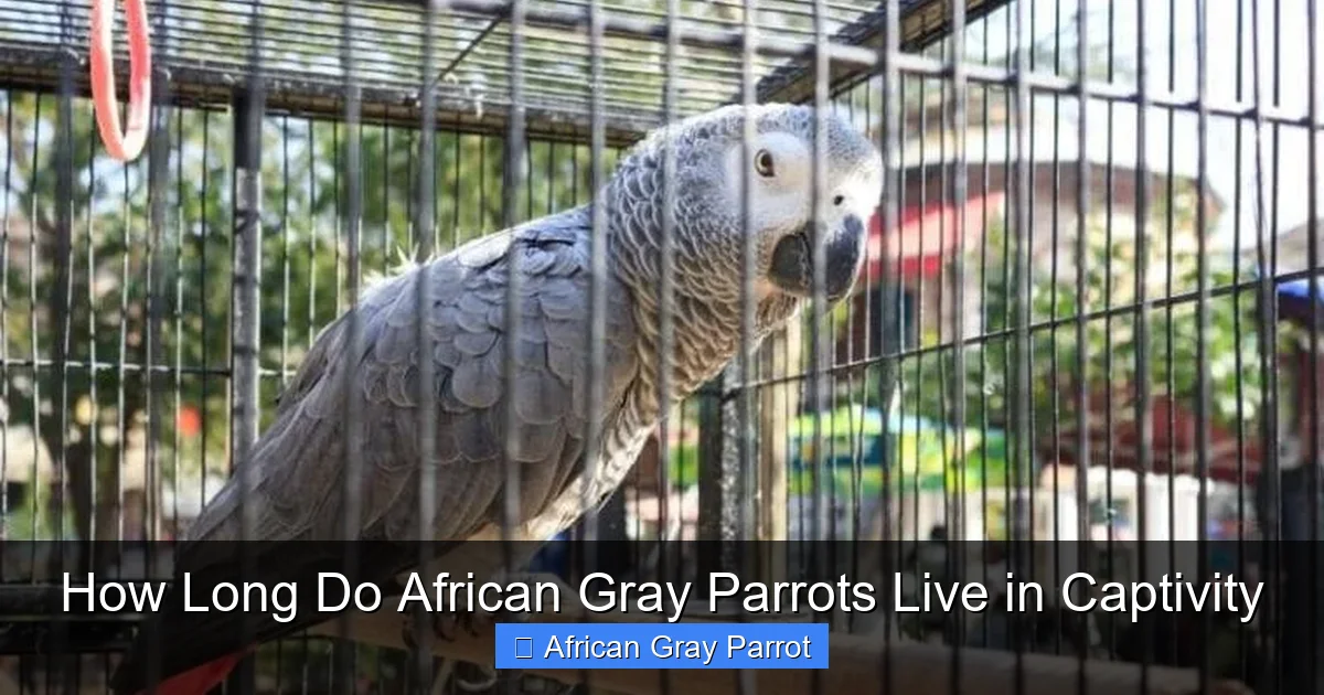 How Long Do African Gray Parrots Live in Captivity