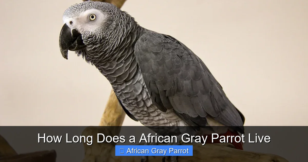 How Long Does a African Gray Parrot Live