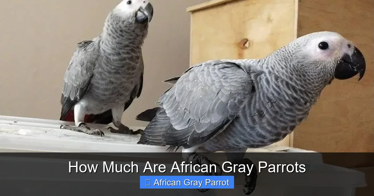 How Much Are African Gray Parrots