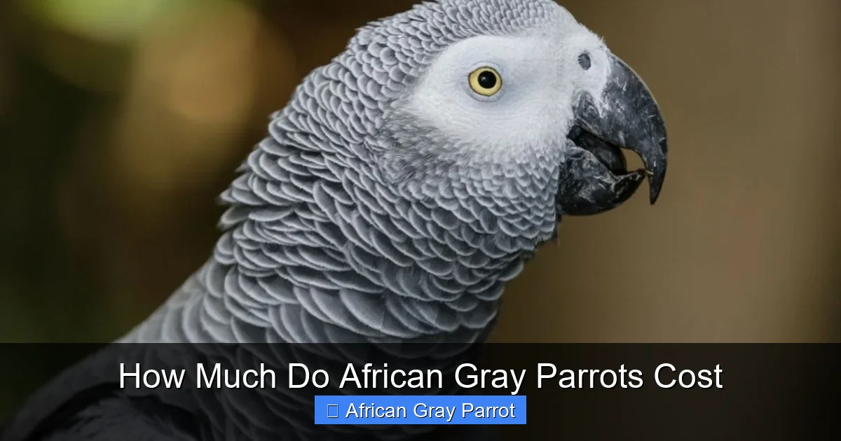 How Much Do African Gray Parrots Cost