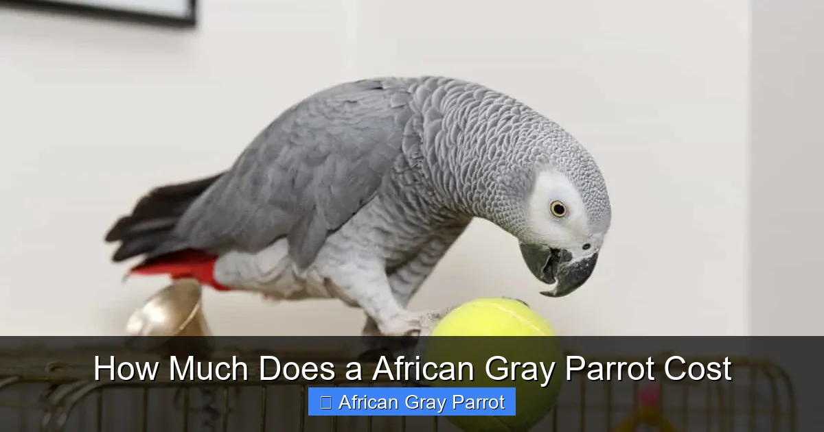 How Much Does a African Gray Parrot Cost