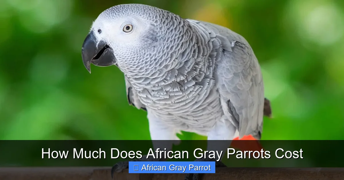 How Much Does African Gray Parrots Cost