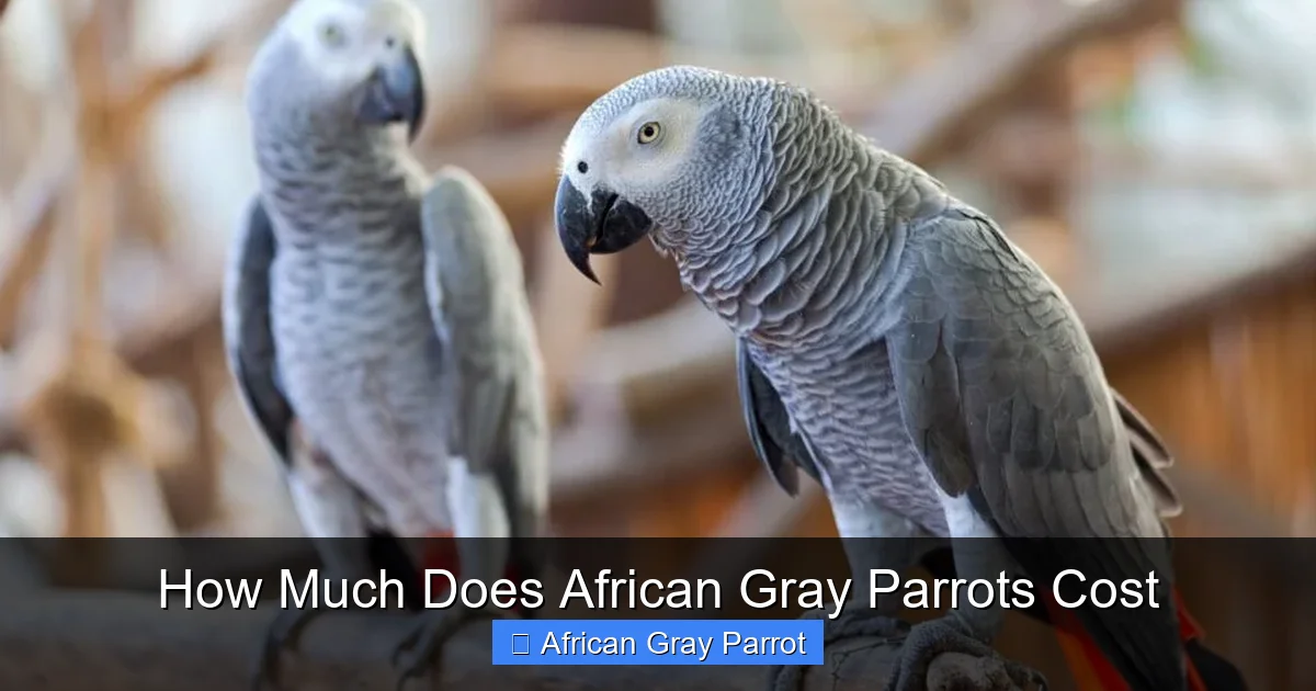 How Much Does African Gray Parrots Cost