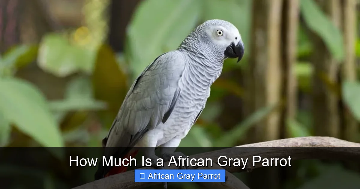 How Much Is a African Gray Parrot