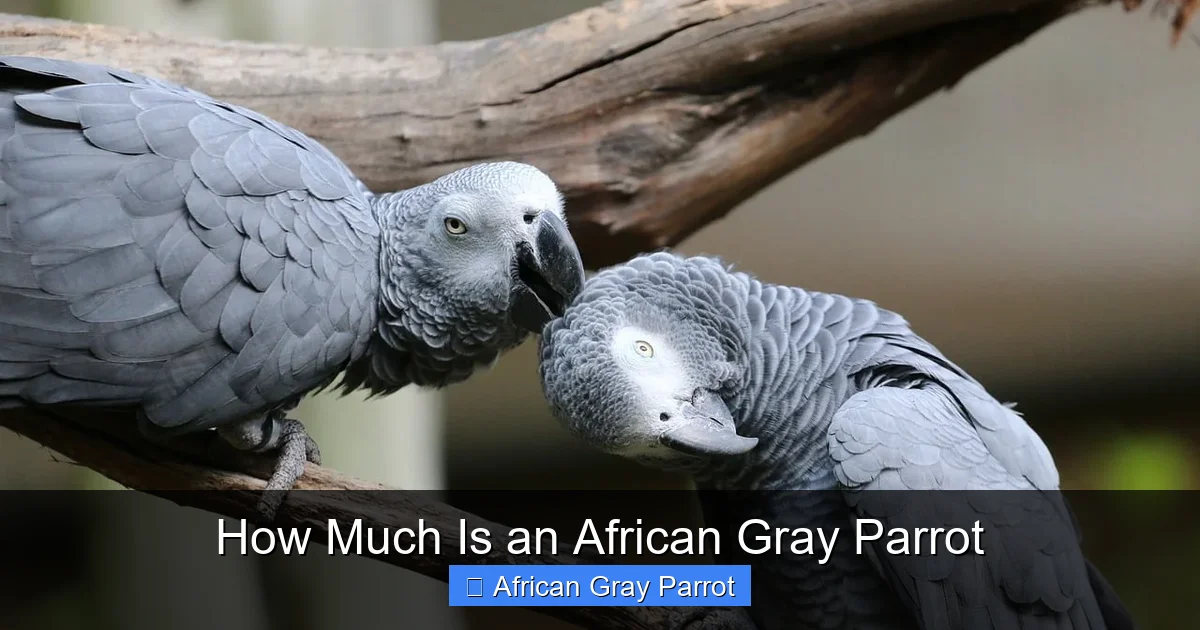 How Much Is an African Gray Parrot