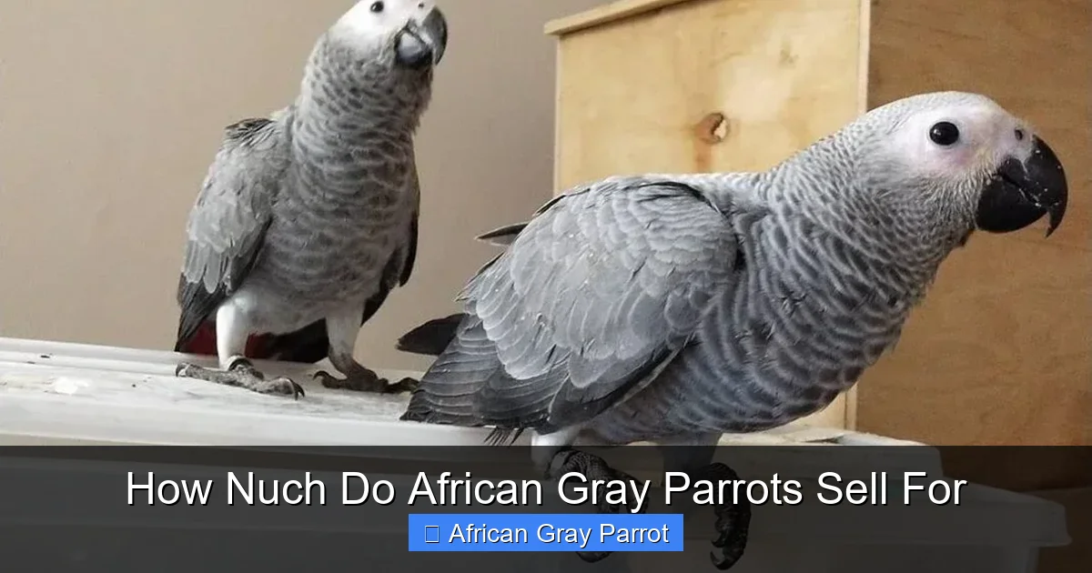 How Nuch Do African Gray Parrots Sell For