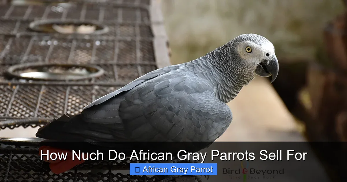How Nuch Do African Gray Parrots Sell For