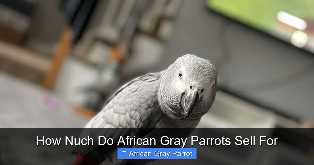 How Nuch Do African Gray Parrots Sell For