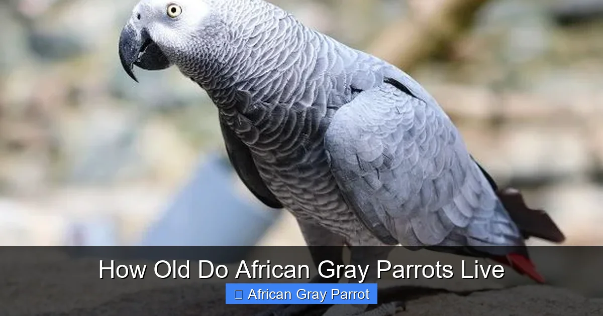 How Old Do African Gray Parrots Live