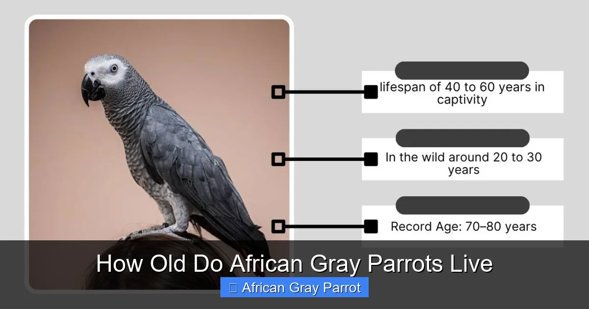 How Old Do African Gray Parrots Live