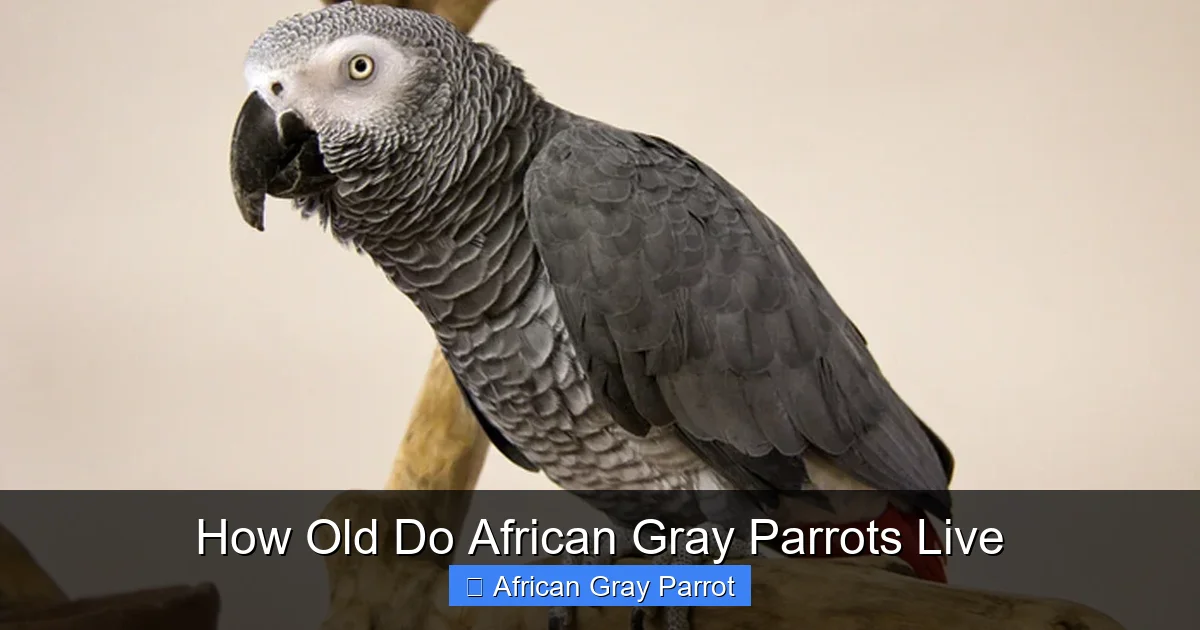 How Old Do African Gray Parrots Live
