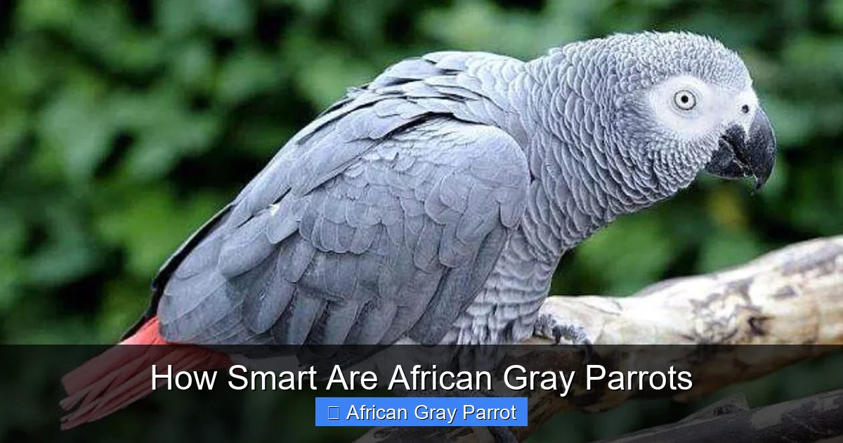How Smart Are African Gray Parrots