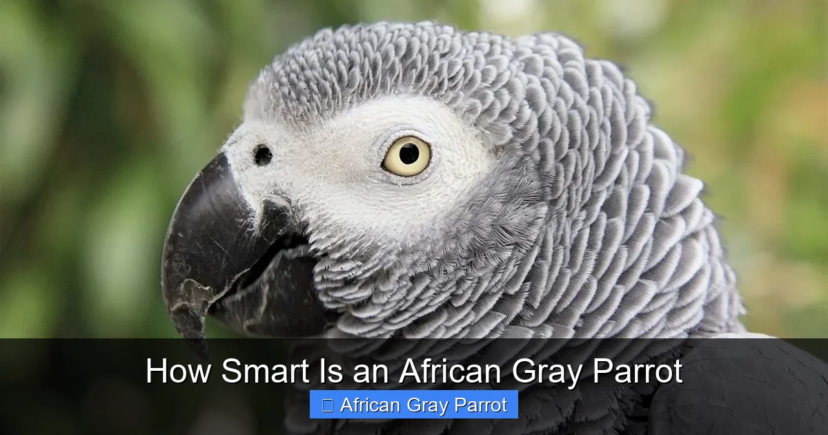 How Smart Is an African Gray Parrot