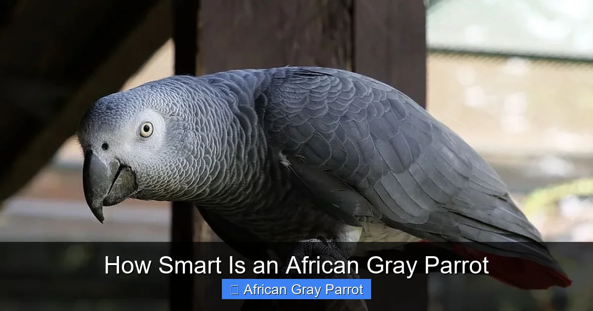 How Smart Is an African Gray Parrot