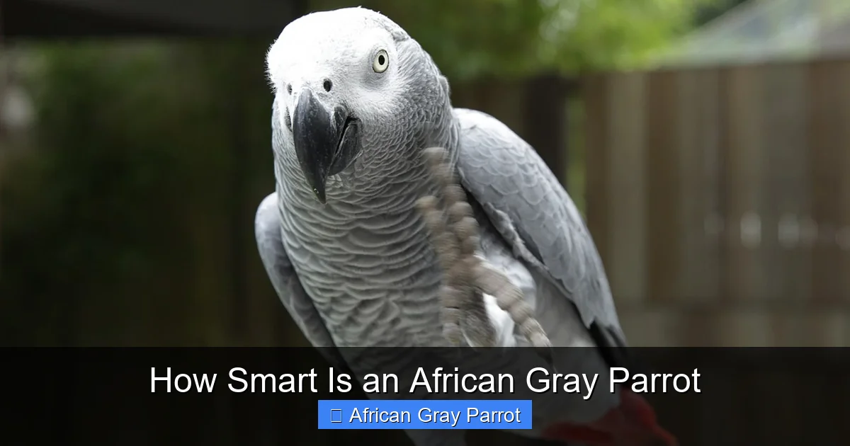 How Smart Is an African Gray Parrot