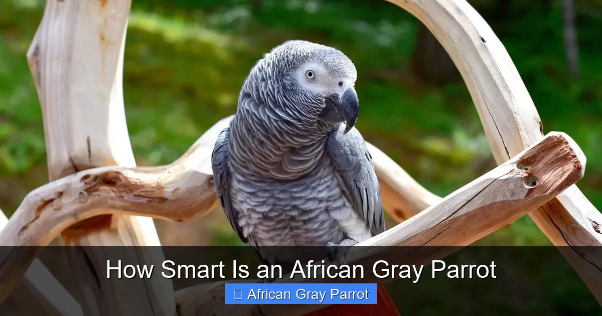 How Smart Is an African Gray Parrot